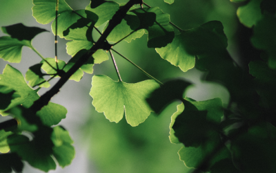 Ginkgo biloba, una planta medicinal milenaria