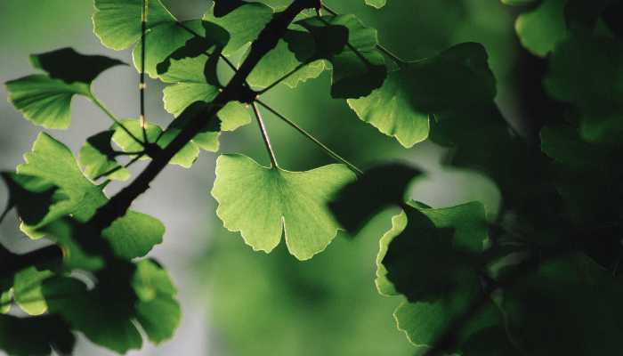 Ginkgo biloba, una planta medicinal milenaria