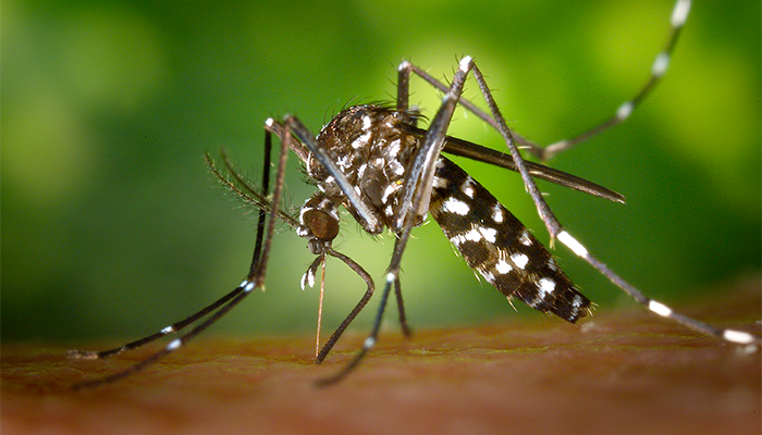 Fotografía para artículo de blog topfarma sobre la homeopatía para las picaduras de mosquitos.