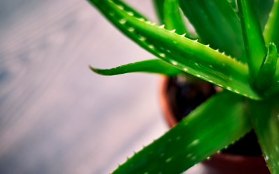 Propiedades terapéuticas del aloe vera