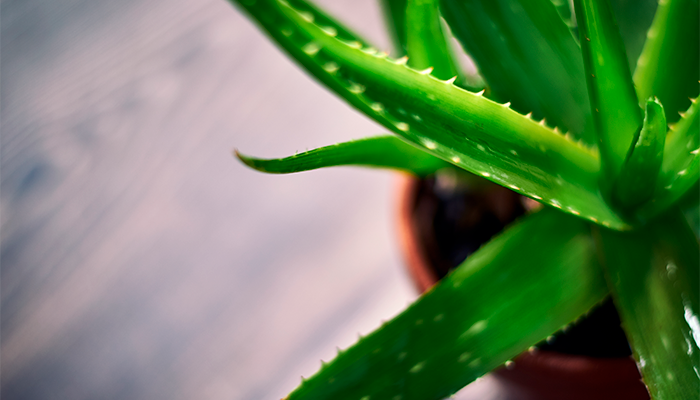 Fotografía para artículo sobre las propiedades y aplicaciones terapéuticas del aloe vera, para el blog de topfarma.