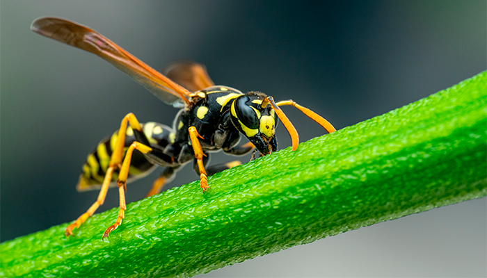 Fotografía para artículo sobre cómo evitar la picadura de avispa, para el blog de topfarma.