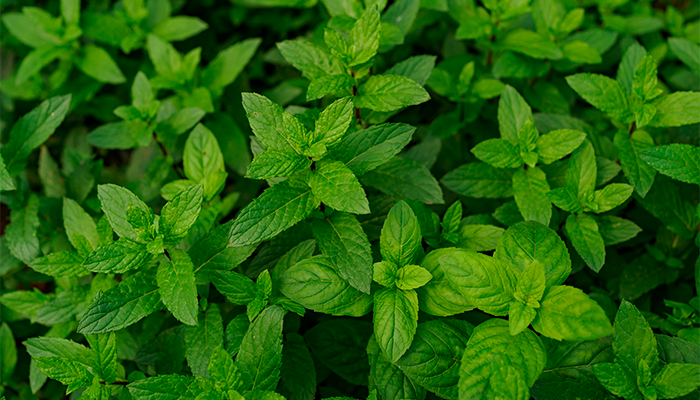 Fotografía para artículo sobre las propiedades de la menta, para el blog de topfarma.