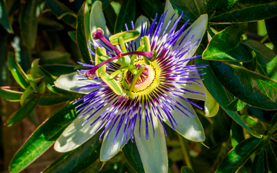 ¿Para qué sirve la pasiflora?