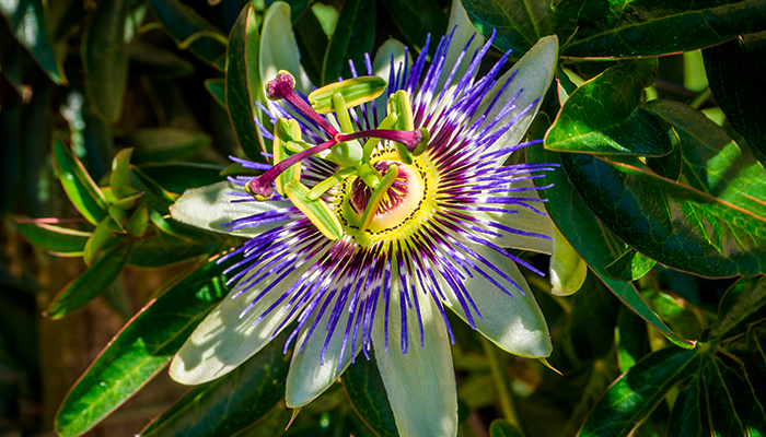 Fotografía para artículo sobre las propiedades de la pasiflora como planta medicinal y sus contraindicaciones, para el blog de topfarma.