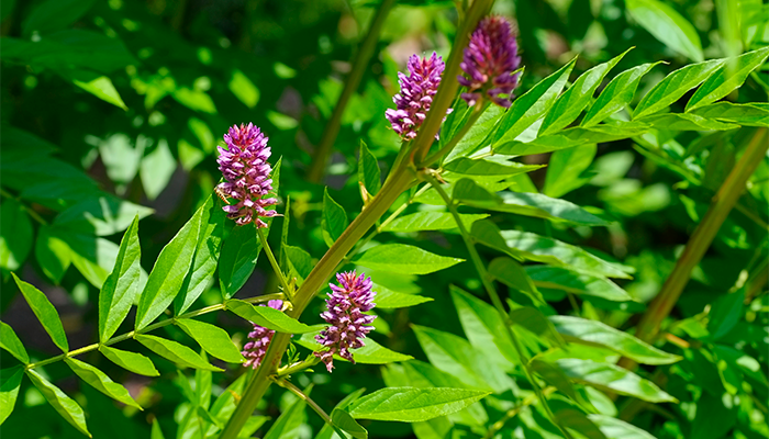 Fotografía para artículo sobre las propiedades y contraindicaciones del regaliz o Glycyrrhiza, para el blog de topfarma.